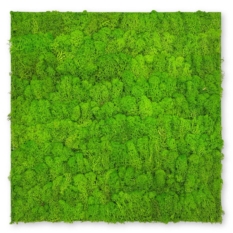 Nature Moos Wandpaneel | Modular Wall von Jangal | Bright Green Moos | 520 x 520mm